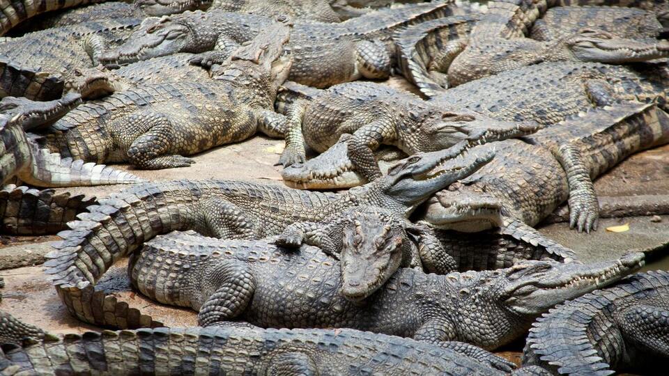 Популяцию крокодилов учтут во время оценки безопасности перед Олимпиадой на реке Фицрой