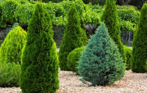 Сад має бути не тільки гарним, але й зручним у догляді