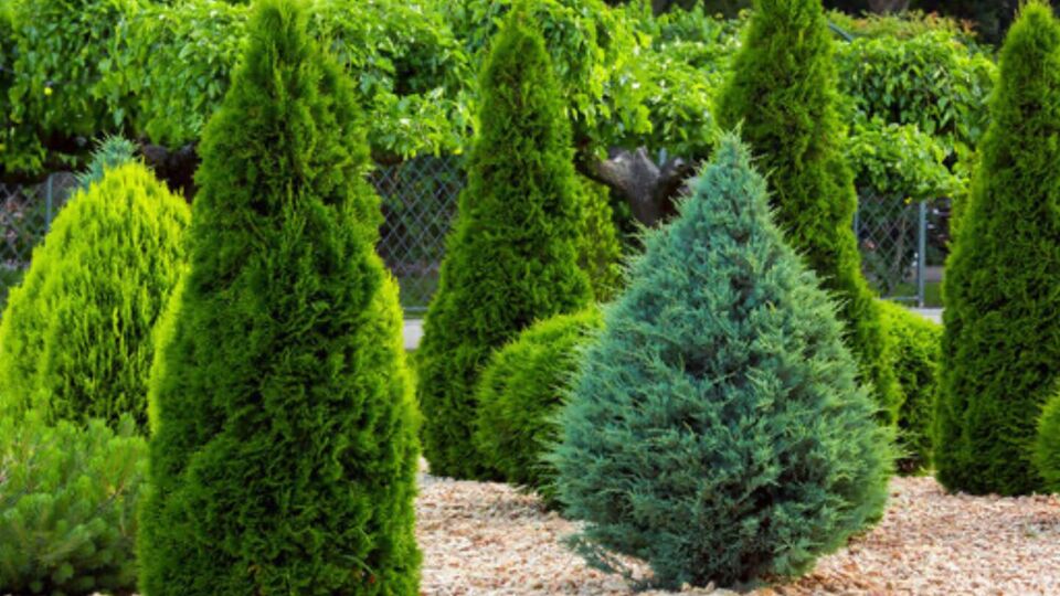 Сад должен быть не только красивым, но и удобным в уходе