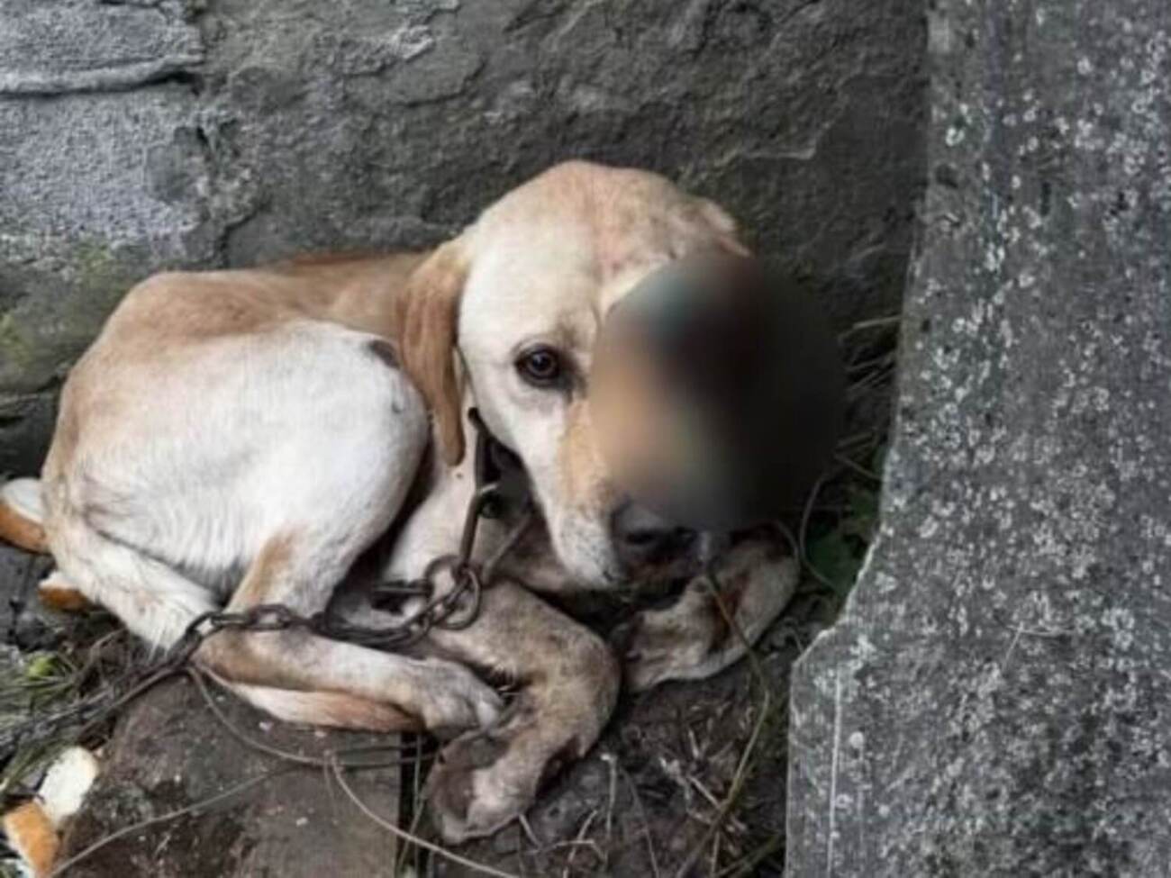 Місцеві мешканці надали першу допомогу травмованому собаці й викликали ветеринара