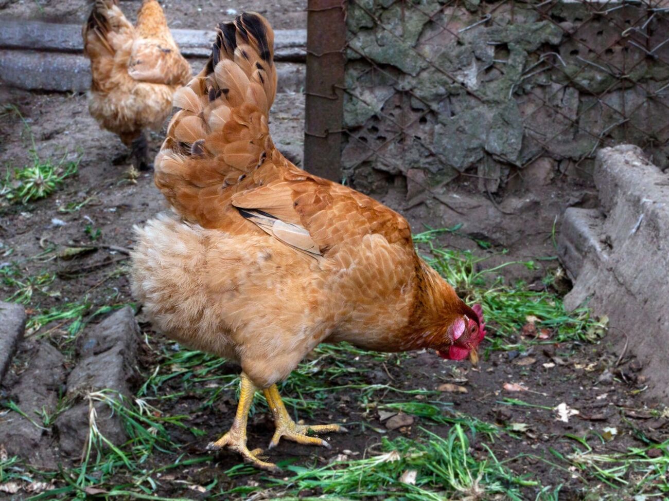 Курицы могут пострадать, если кормить их сырым картофелем