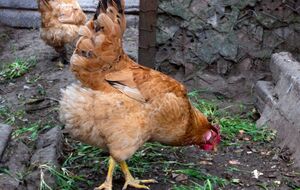 Курицы могут пострадать, если кормить их сырым картофелем