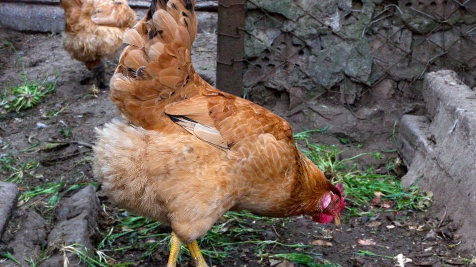 Курицы могут пострадать, если кормить их сырым картофелем