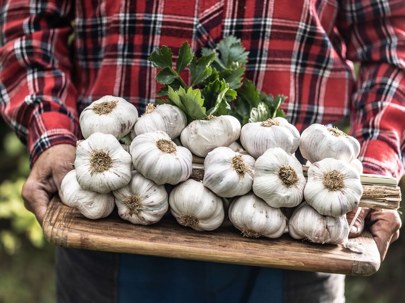 Городник розповів, як вивести елітний сорт часнику
