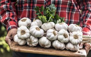 Городник розповів, як вивести елітний сорт часнику