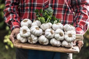 Огородник рассказал, как вывести элитный сорт чеснока
