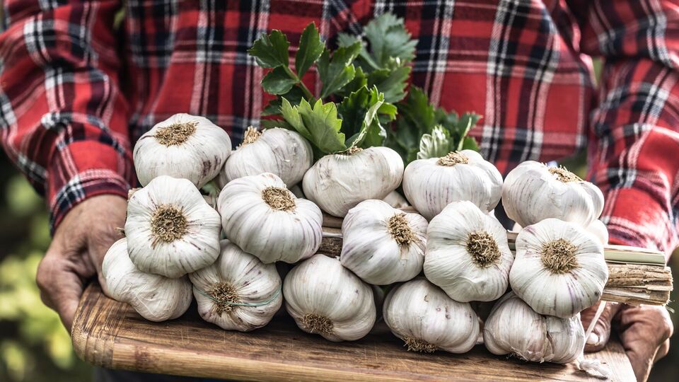 Огородник рассказал, как вывести элитный сорт чеснока