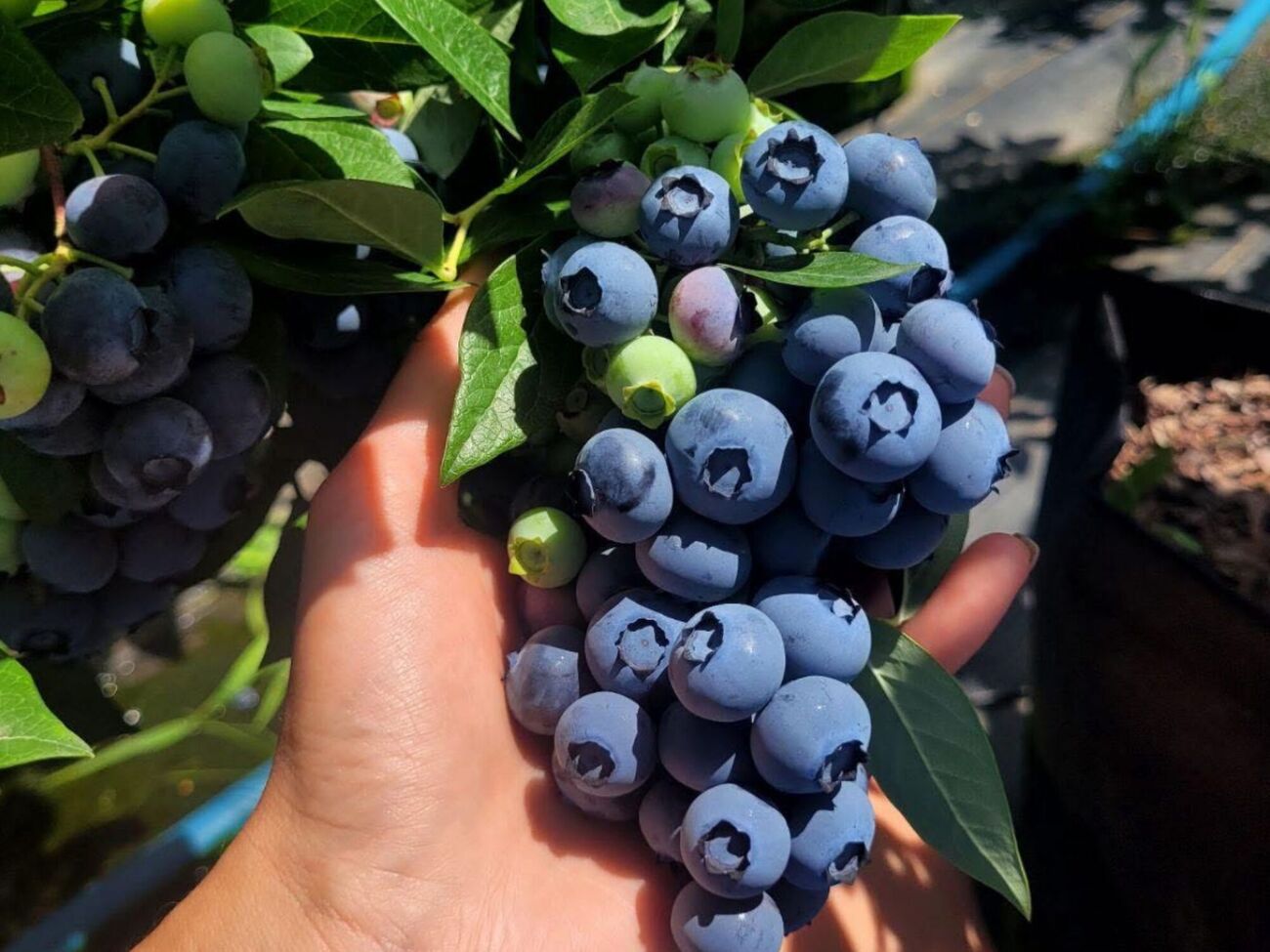 Опыт огородника показал – можно вырастить большой урожай голубики не в промышленных условиях