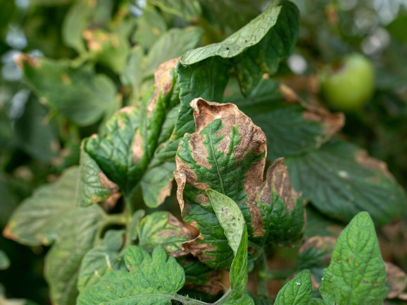 Защититься от фитофторы лучше заранее