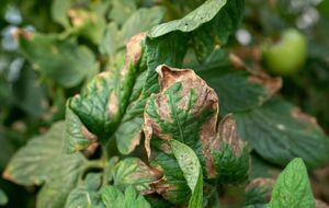 Защититься от фитофторы лучше заранее