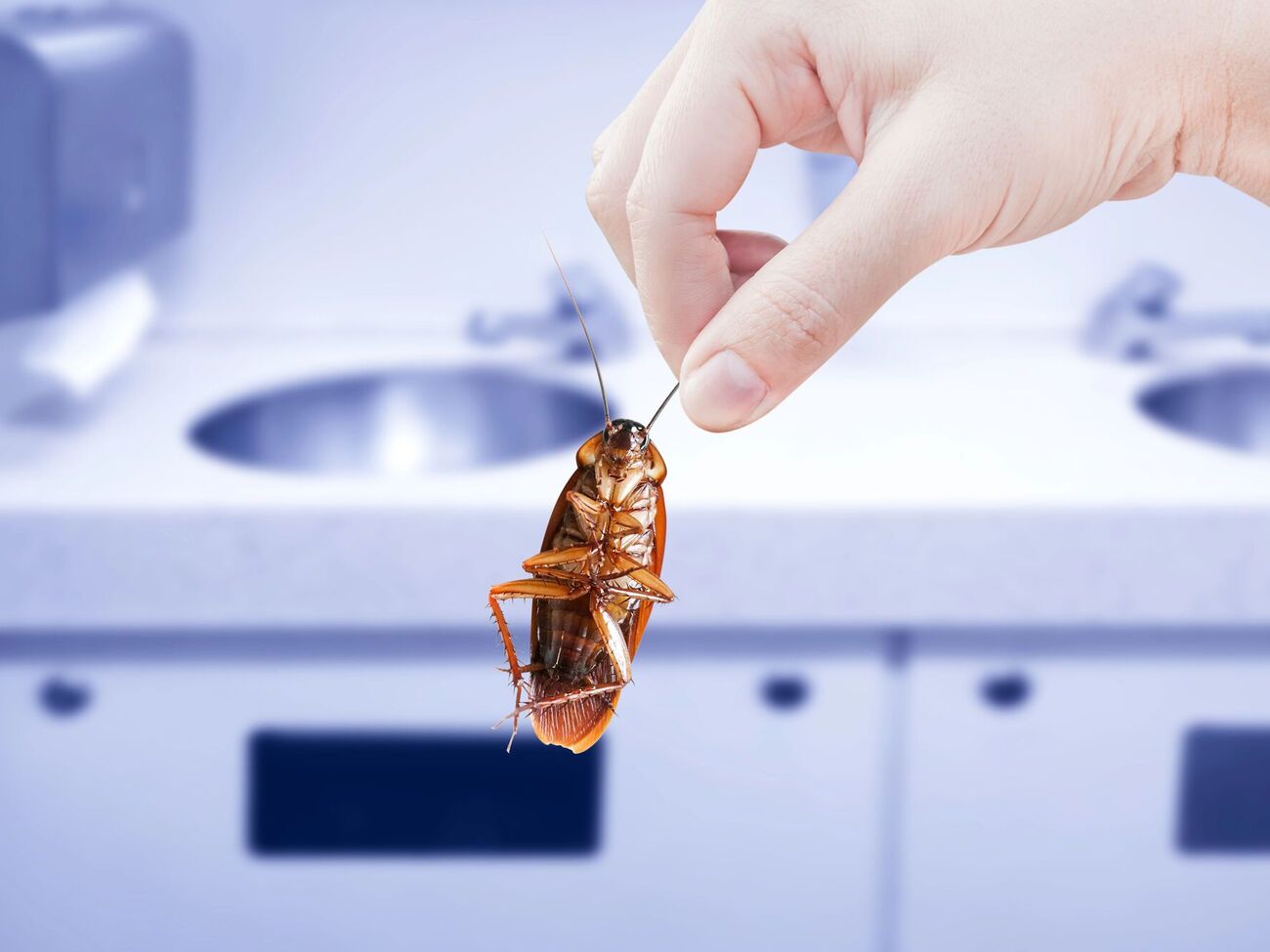 Прежде чем начать борьбу с тараканами, нужно обязательно тщательно очистить помещение от остатков еды