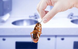 Прежде чем начать борьбу с тараканами, нужно обязательно тщательно очистить помещение от остатков еды