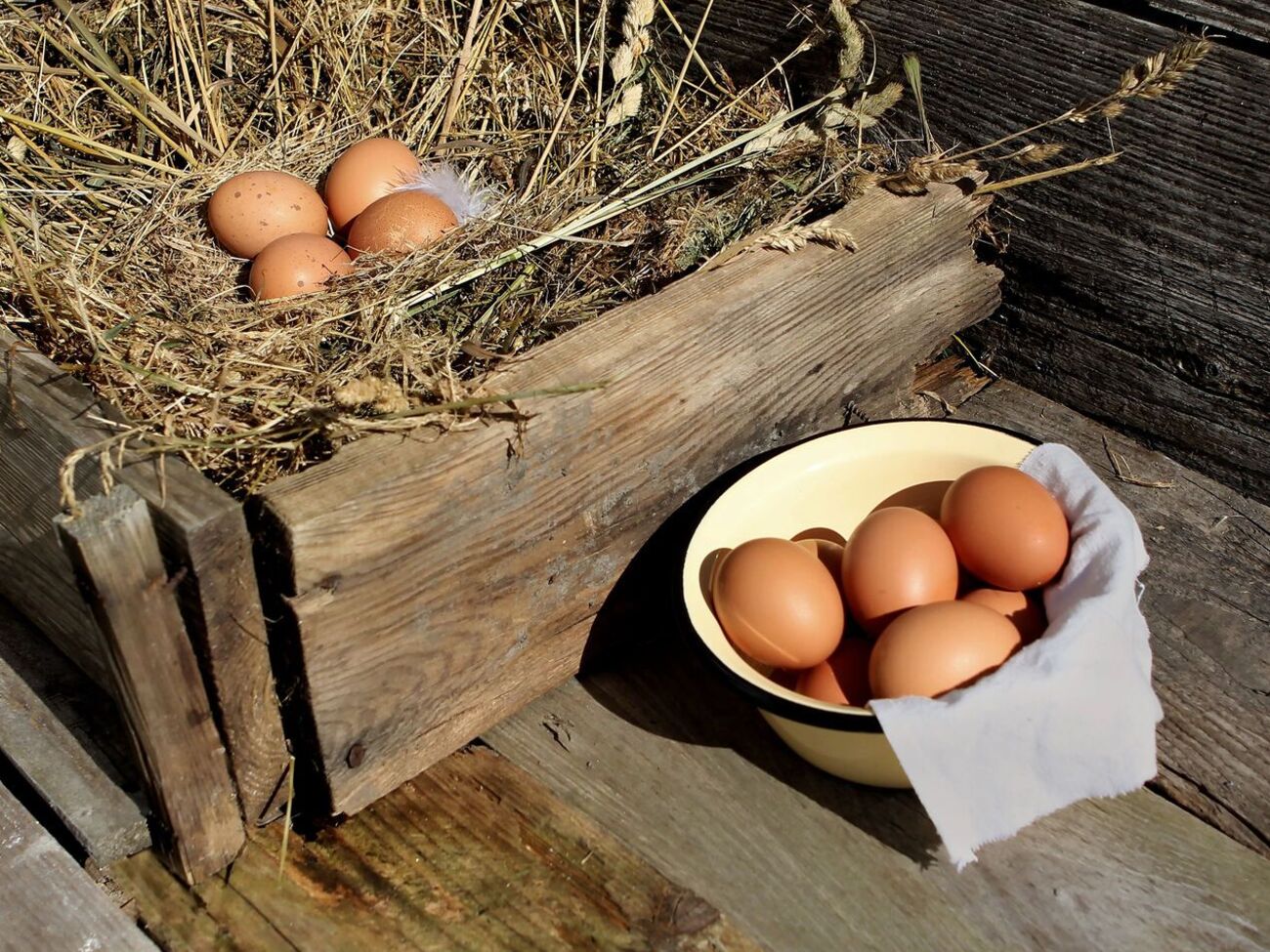 Один из главных секретов продуктивности птицы – обеспечение 14-часового светового дня