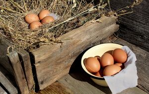 Один из главных секретов продуктивности птицы – обеспечение 14-часового светового дня