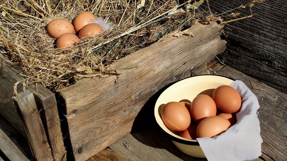 Один из главных секретов продуктивности птицы – обеспечение 14-часового светового дня
