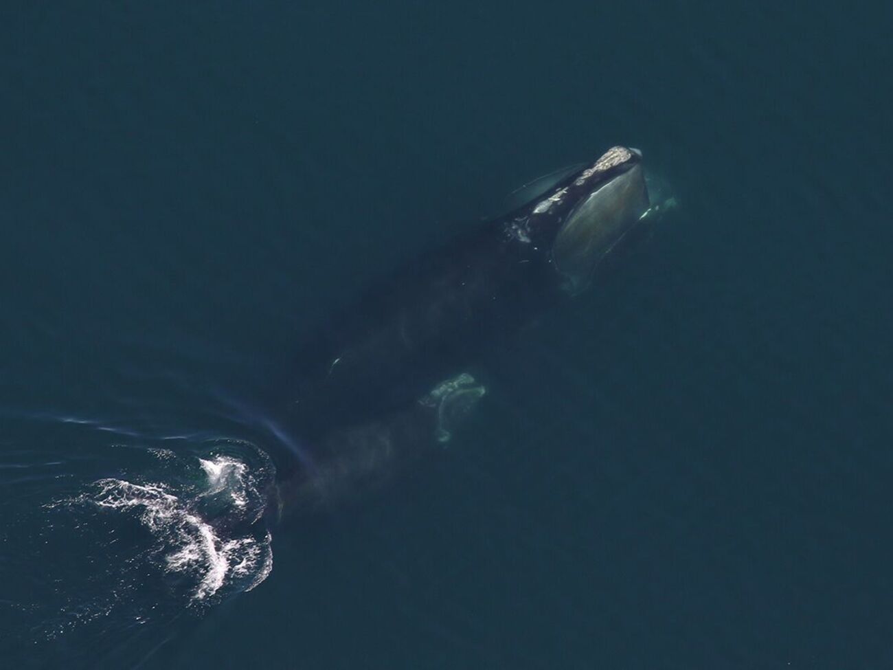 Упродовж сезону розмноження 2025 року чотири матері-кити народили вперше