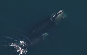 Упродовж сезону розмноження 2025 року чотири матері-кити народили вперше