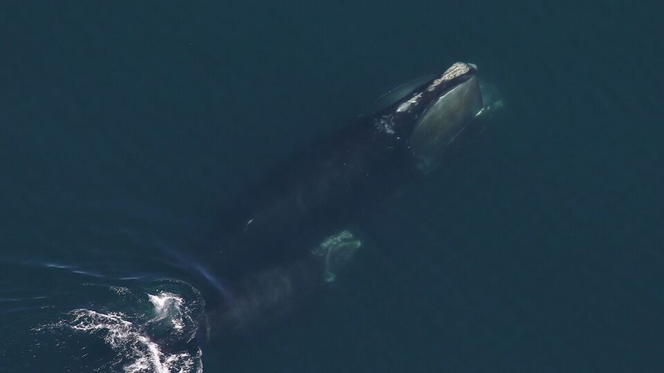 В течение сезона размножения 2025 года четверо самок китов родили впервые