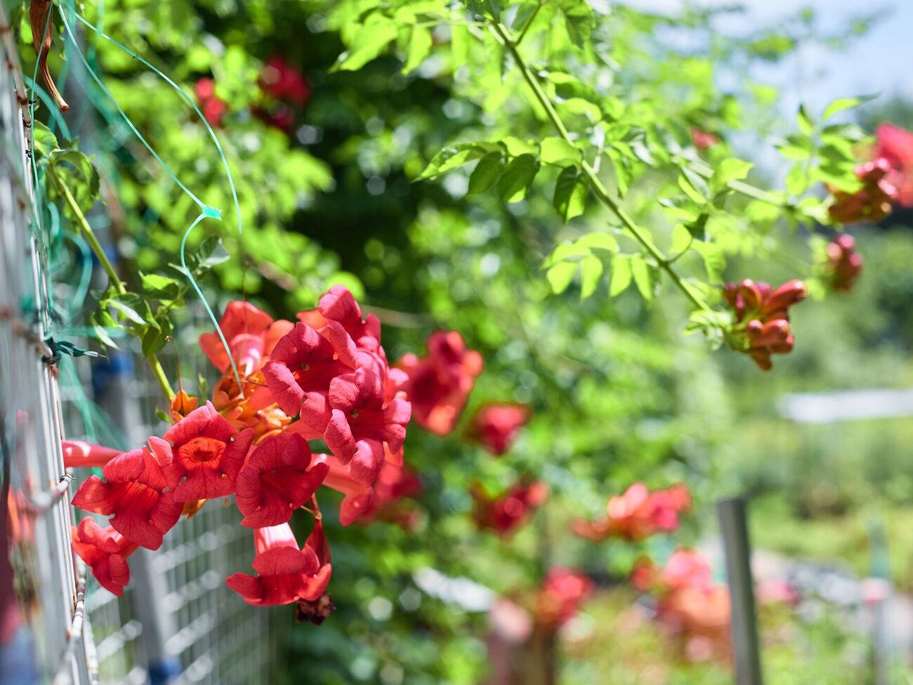 Коренева поросль кампсису може сягати 10 м під землею