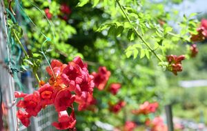 Коренева поросль кампсису може сягати 10 м під землею