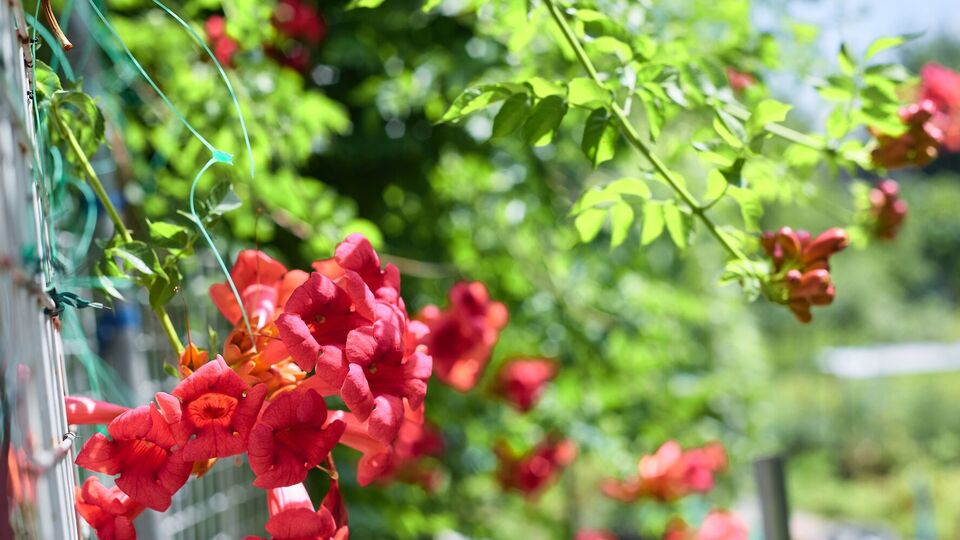 Корневая поросль кампсиса может достигать 10 м под землей