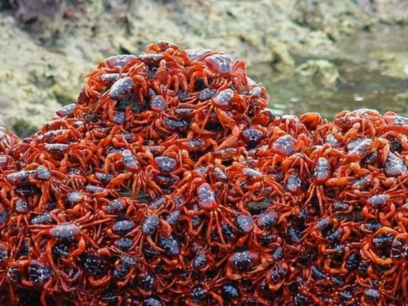 Краби подорожують із лісу до місця нересту