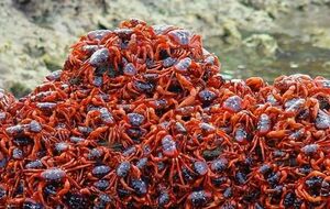 Краби подорожують із лісу до місця нересту