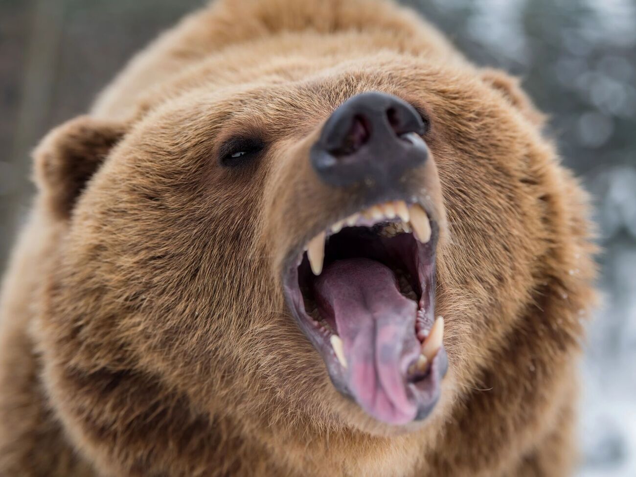 После встречи с медведем мужчина получил ранения лица и конечностей