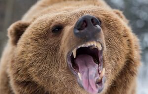 После встречи с медведем мужчина получил ранения лица и конечностей