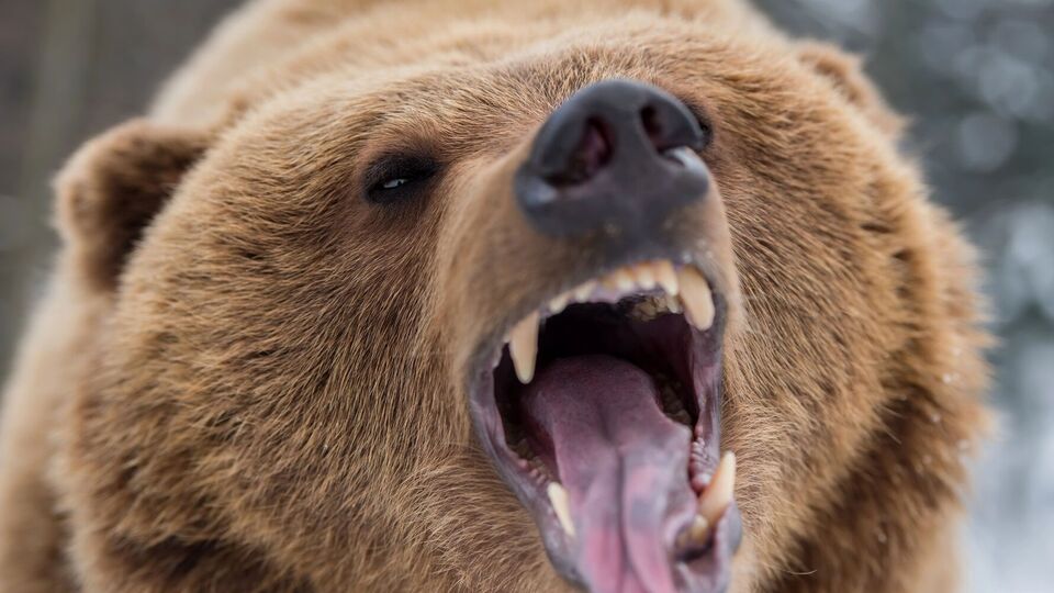 После встречи с медведем мужчина получил ранения лица и конечностей