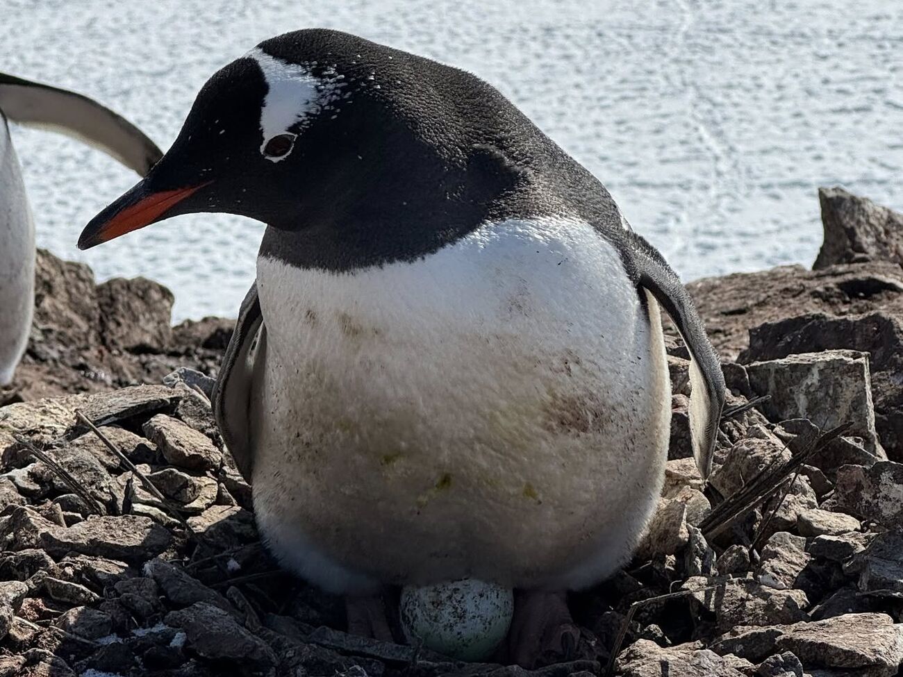 Пингвины начали нести яйца