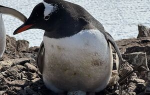 Пингвины начали нести яйца