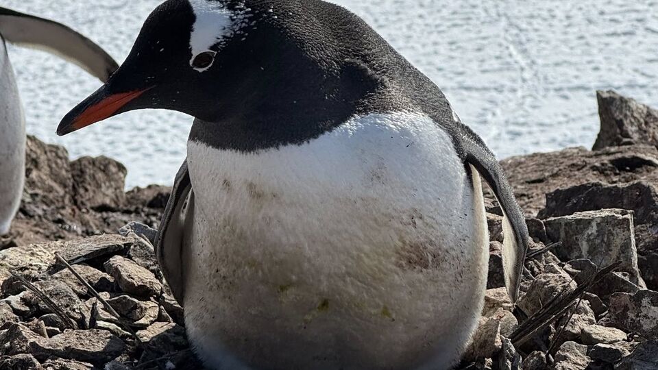 Пингвины начали нести яйца