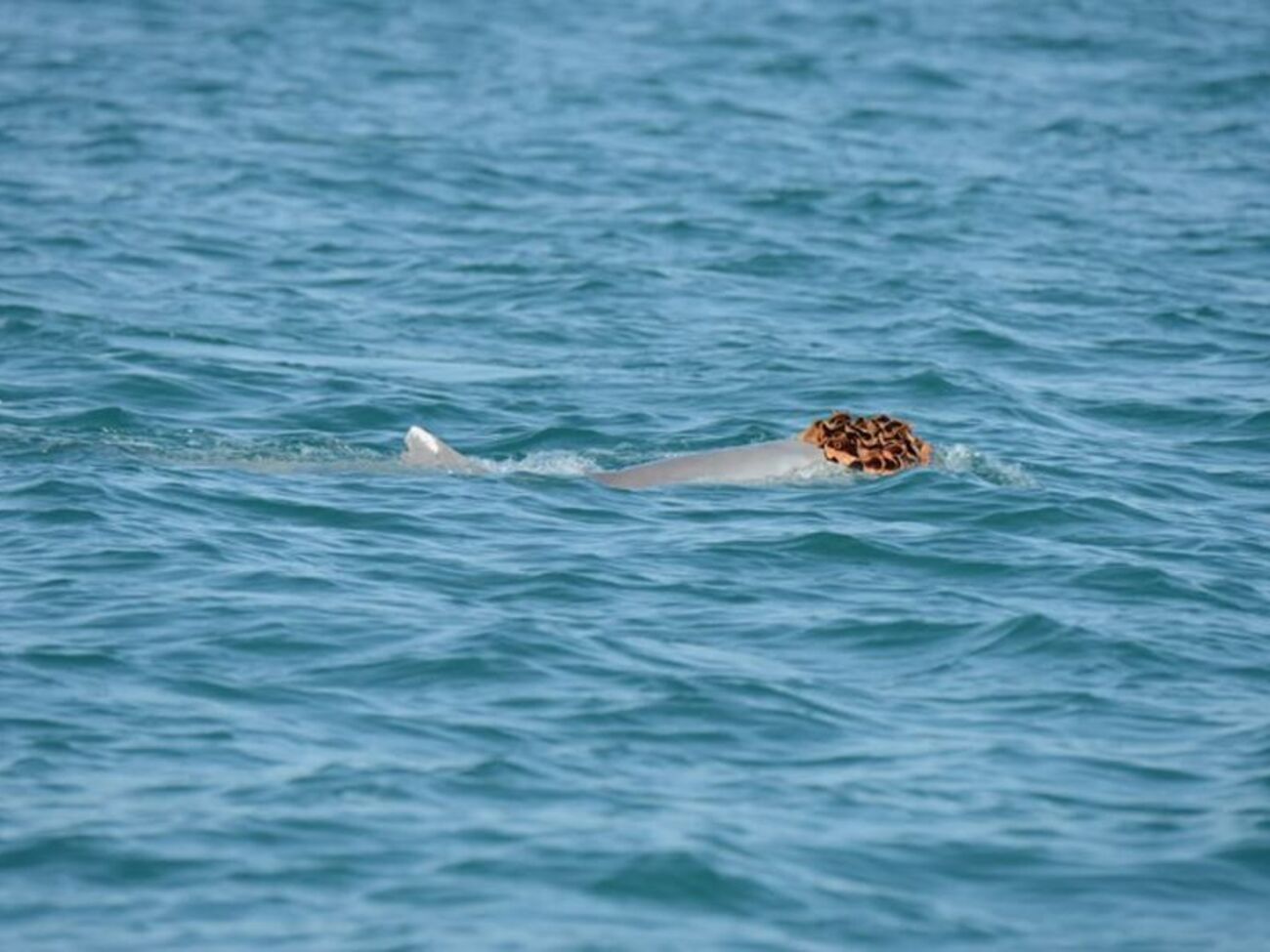 Дельфины украшают себя морскими губками