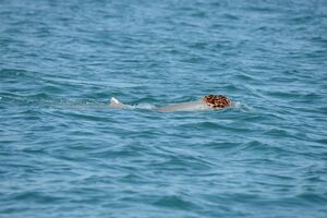 Дельфины украшают себя морскими губками