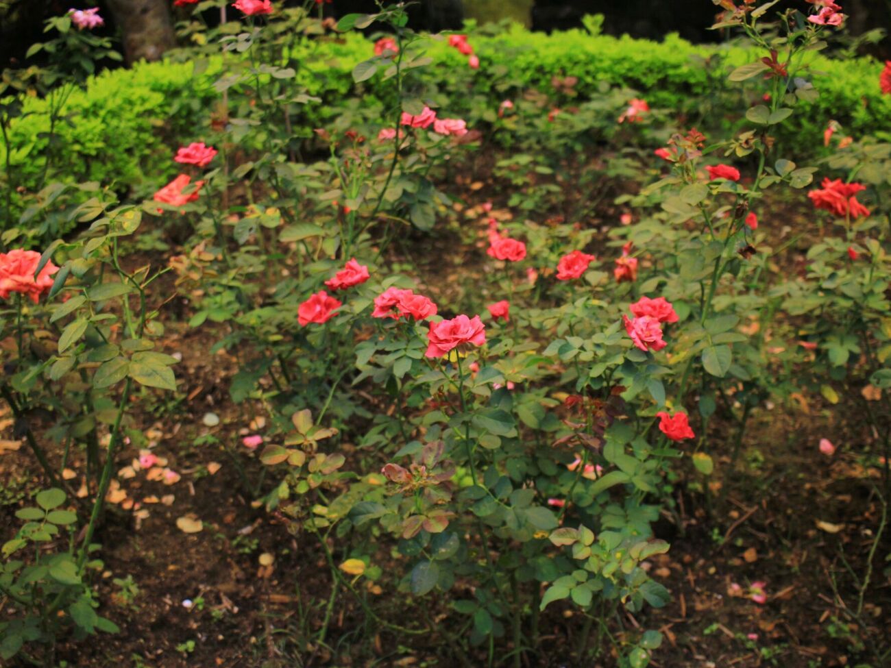 Осенью розам нельзя давать азот