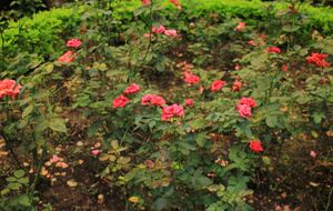 Осенью розам нельзя давать азот