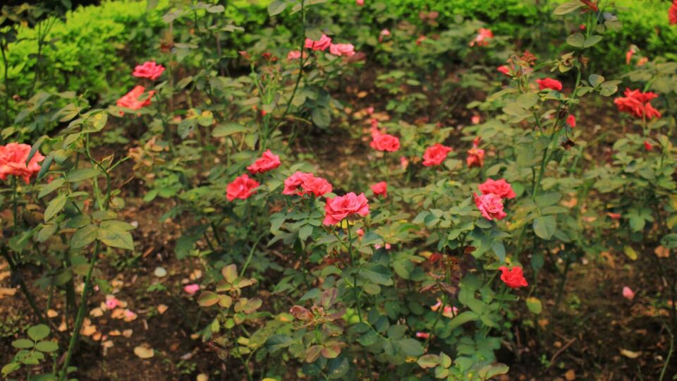 Осенью розам нельзя давать азот