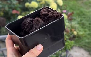 Садівники вірять у міфи, що кавова гуща – корисна