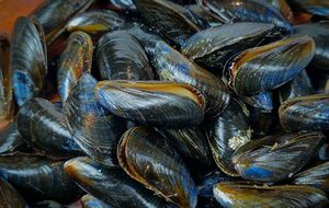 Раковины надо сначала хорошо зачистить