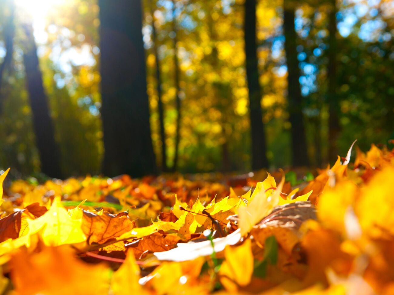 Опале листя краще дрібнити газонокосаркою на мульчу