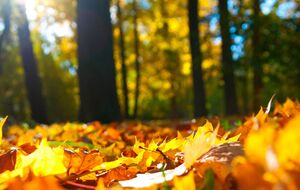 Опале листя краще дрібнити газонокосаркою на мульчу