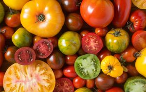 Для экономии усилий и времени можно закопать осенью целый помидор