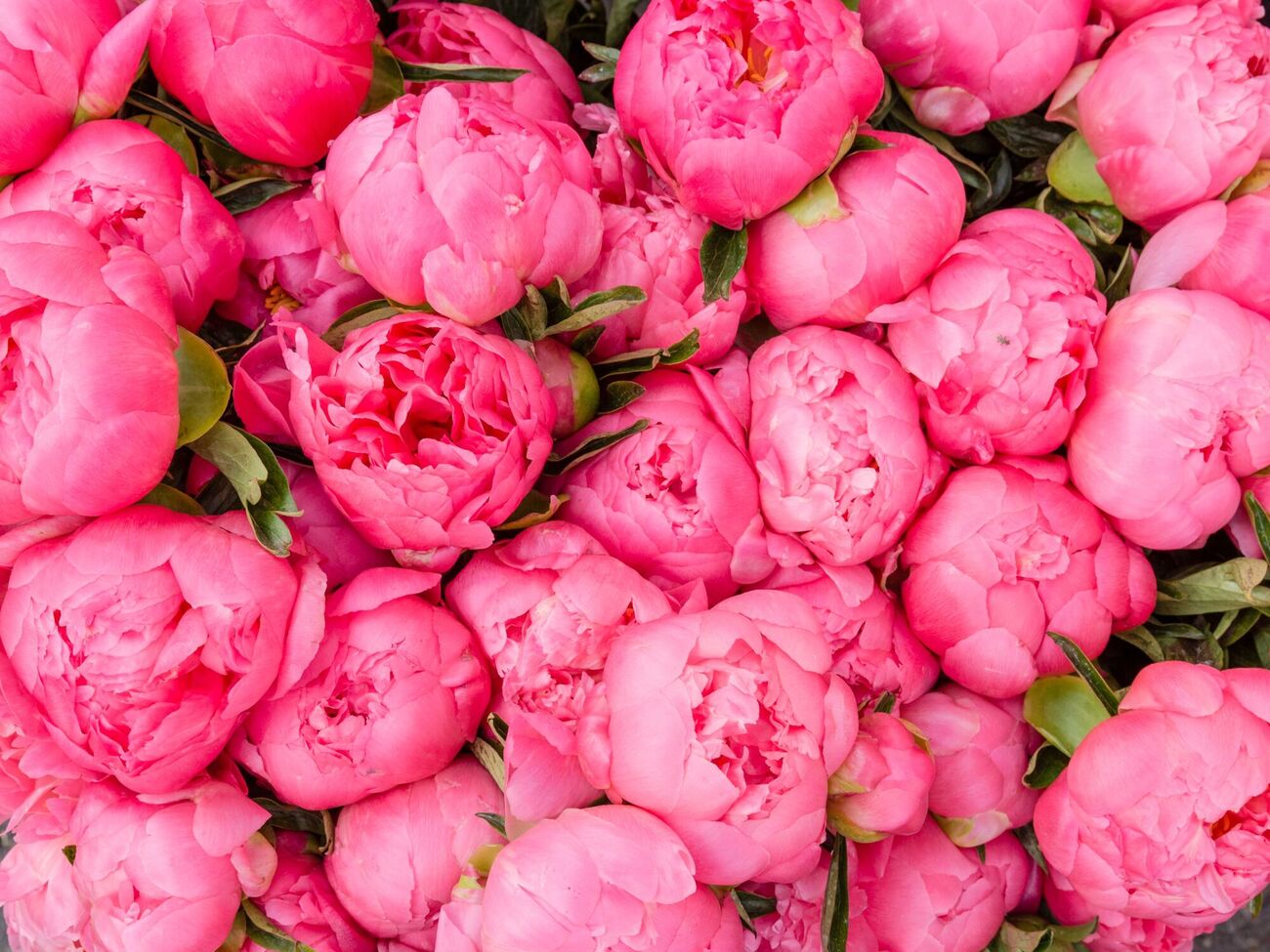 Некоторые цветы лучше цветут, если их не обрезать осенью