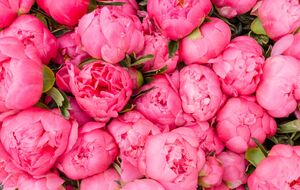 Некоторые цветы лучше цветут, если их не обрезать осенью