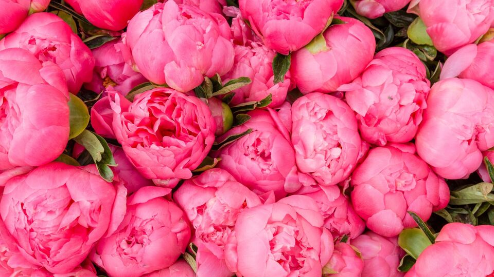 Некоторые цветы лучше цветут, если их не обрезать осенью