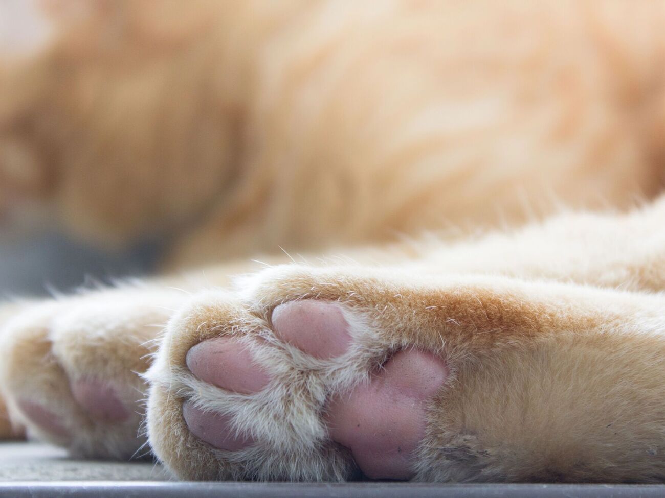 Поліцейські з'ясовують обставини вбивства кішки