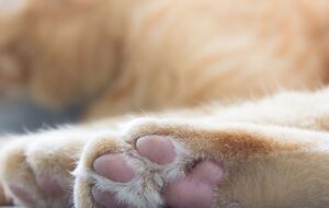 Поліцейські з'ясовують обставини вбивства кішки