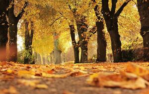 Днем 30 октября прогнозируют солнечную и теплую погоду, а вечером местами возможны дожди