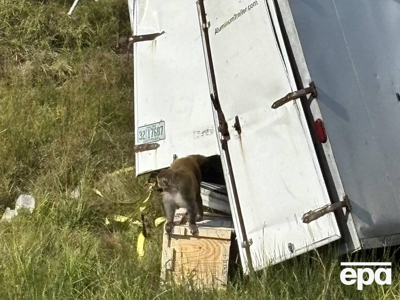 По последним данным, одну из обезьян все еще ищут